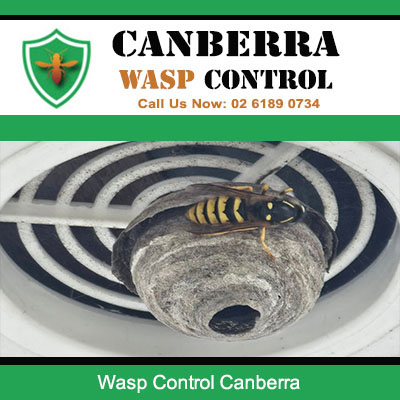 Active wasp nest in Canberra home requiring professional wasp control treatment
